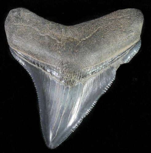 Juvenile Megalodon Tooth - Serrated Blade #62138